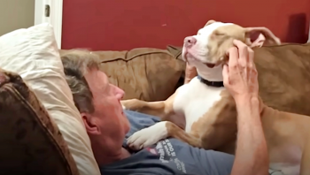 Dog Stalks Grandpa Reluctant To Keep Him To Convert Him Into A Pit Bull Lover Dog Stalks Grandpa Reluctant To Keep Him To Convert Him Into A Pit Bull Lover