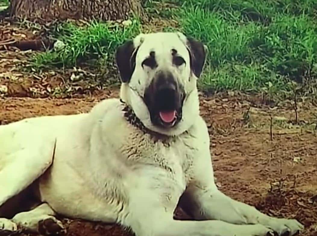 Dog Trapped for 16-Hours in Flooded Gully Miraculously Found Alive Dog Trapped for 16-Hours in Flooded Gully Miraculously Found Alive