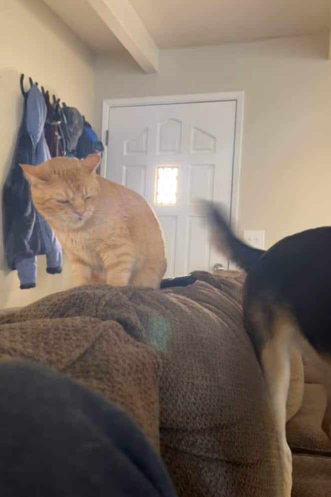 Dog Tries Winning Over Grumpy Cat in Adorably One-Sided Friendship