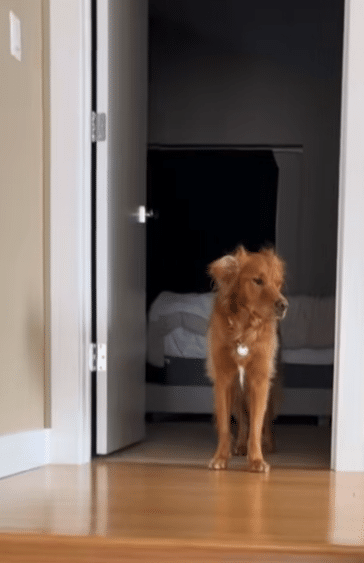 Dog Wakes From ‘Power Nap’ With the Funniest Look of Confusion Dog Wakes From ‘Power Nap’ With the Funniest Look of Confusion