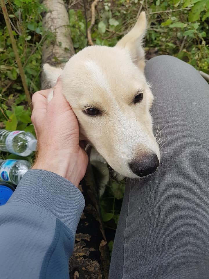 Dog With Broken Legs Saved By Man Who Found Her In The Woods Dog With Broken Legs Saved By Man Who Found Her In The Woods