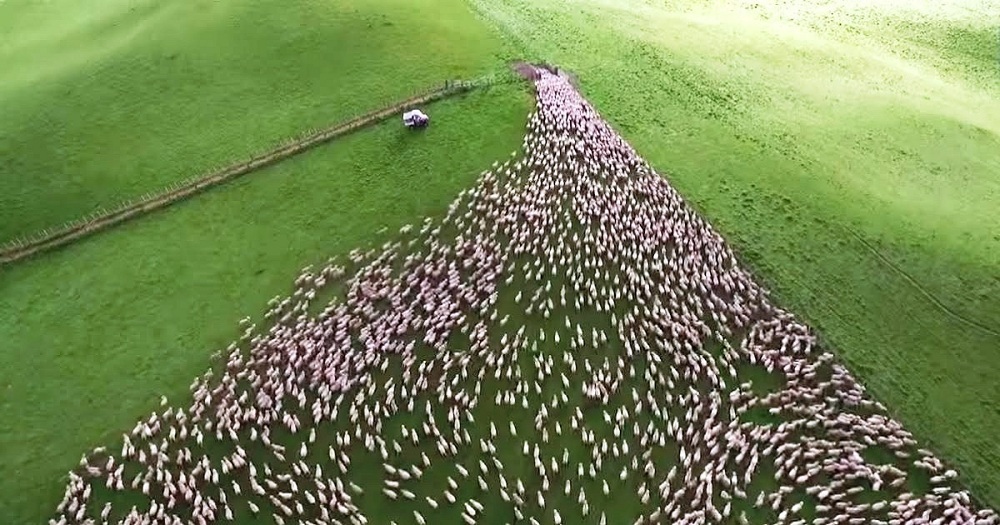 Dogs Get Hundreds Of Sheep To Funnel Through A Tiny Gate, And It’s Mesmerizing Dogs Get Hundreds Of Sheep To Funnel Through A Tiny Gate, And It’s Mesmerizing