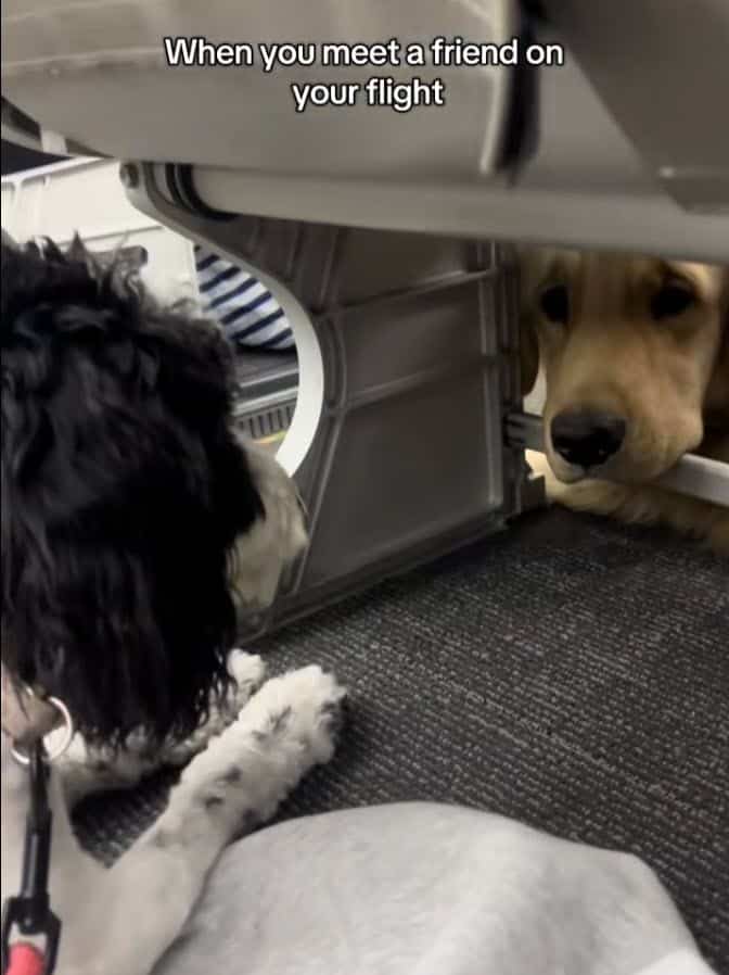 Dogs Lock Eyes on Flight, Share Silent Bond That Captivates Millions Dogs Lock Eyes on Flight, Share Silent Bond That Captivates Millions