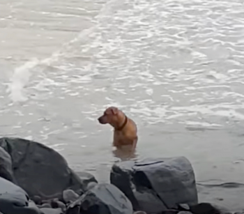 Dumped And Brokenhearted, Dog Scoured The Sea Looking For His Owner Dumped And Brokenhearted, Dog Scoured The Sea Looking For His Owner