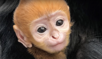 Endangered Baby Monkey Melts Hearts With Snuggles During Bath Time Endangered Baby Monkey Melts Hearts With Snuggles During Bath Time