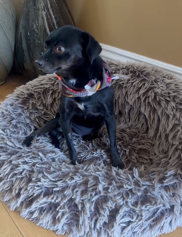 Foster Dog Breaks Down After Realizing He’s Lost Another Home Foster Dog Breaks Down After Realizing He’s Lost Another Home