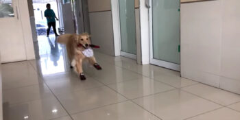 Golden Retriever Basically Treats The Vet’s Office As If It’s The ‘Playground’ Golden Retriever Basically Treats The Vet’s Office As If It’s The ‘Playground’