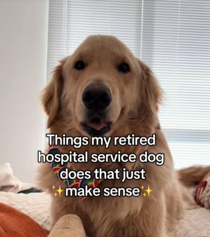 Golden Retriever Keeps Acting Like He’s on Duty After Retirement Golden Retriever Keeps Acting Like He’s on Duty After Retirement