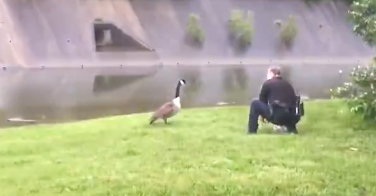 Goose Pecks At The Door Of A Police Car To Get The Cop’s Attention Goose Pecks At The Door Of A Police Car To Get The Cop’s Attention