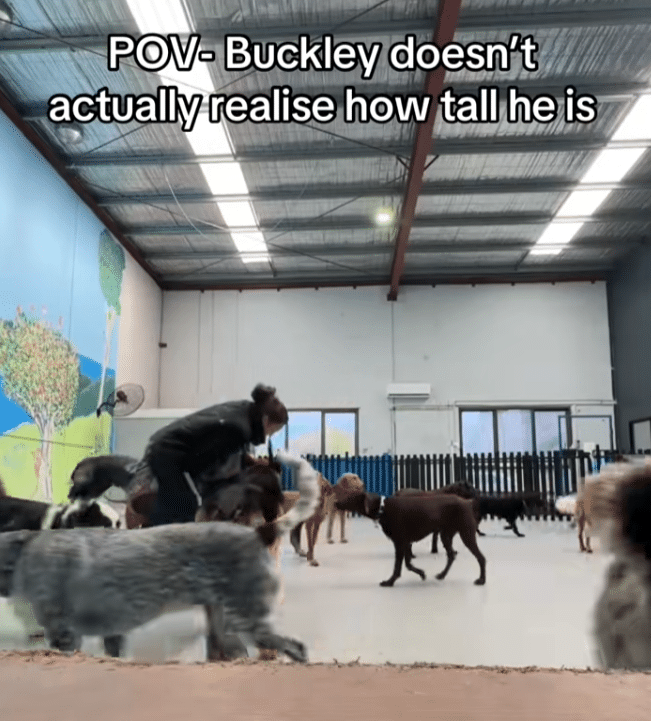 Great Dane Turns Doggy Day Care Into a Rodeo With “Unintentional Ride” Great Dane Turns Doggy Day Care Into a Rodeo With “Unintentional Ride”