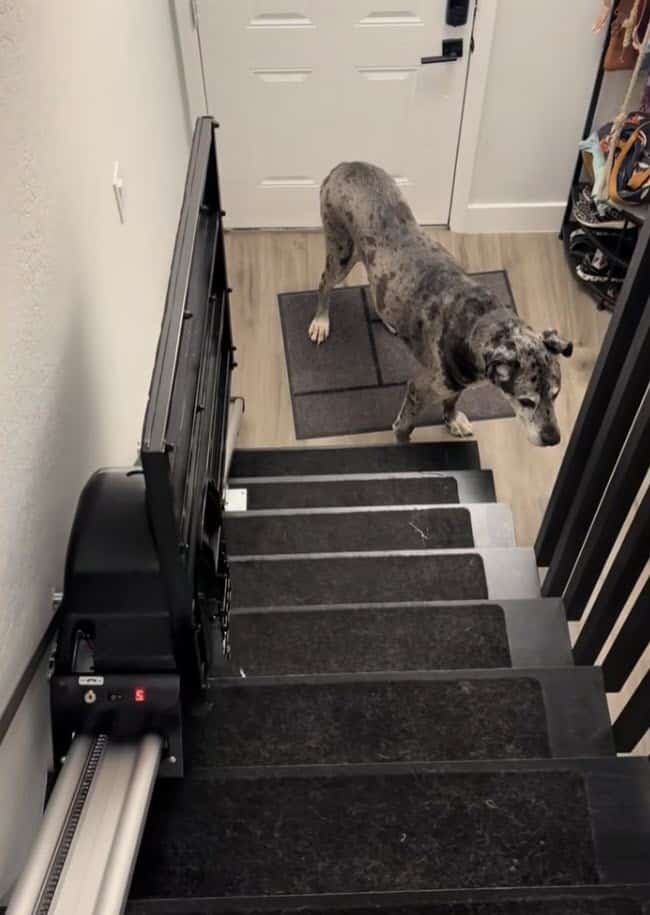 Great Dane’s Custom Stair Lift Touches Millions of Viewers Great Dane’s Custom Stair Lift Touches Millions of Viewers