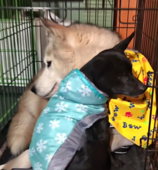 Guide Dog To Blind Chihuahua Won’t Give Bunny Back To Her New Mom Guide Dog To Blind Chihuahua Won’t Give Bunny Back To Her New Mom