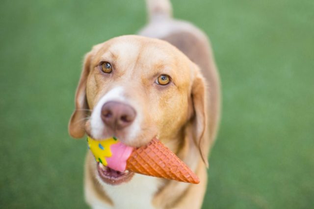 Help Your Dog Beat The Heat With Amazon’s Best Chilled Treats Help Your Dog Beat The Heat With Amazon’s Best Chilled Treats