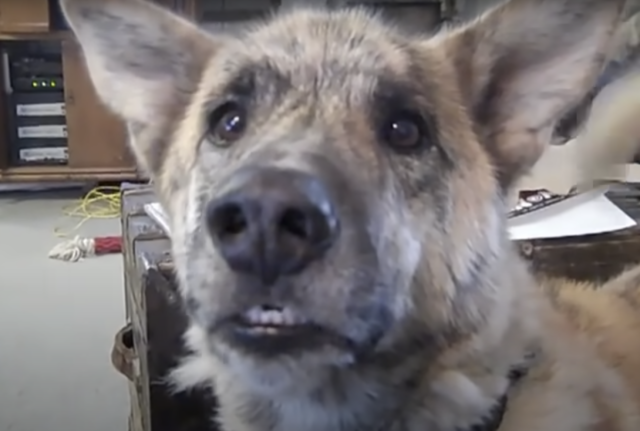 Hilarious Talking Dog Dubbed “Best Video On The Internet” Hilarious Talking Dog Dubbed “Best Video On The Internet”