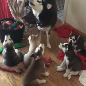 Husky Mama Teaches Her Pup To Howl With An ‘Adorable’ Coaching Session Husky Mama Teaches Her Pup To Howl With An ‘Adorable’ Coaching Session