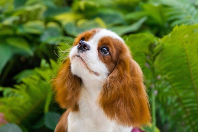 If You Have One of These Dog Breeds, You Need Pet Insurance If You Have One of These Dog Breeds, You Need Pet Insurance