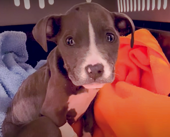 Lady Brings Home Passing Puppy, Day Later She’s Sitting Up Ready To Thrive Lady Brings Home Passing Puppy, Day Later She’s Sitting Up Ready To Thrive