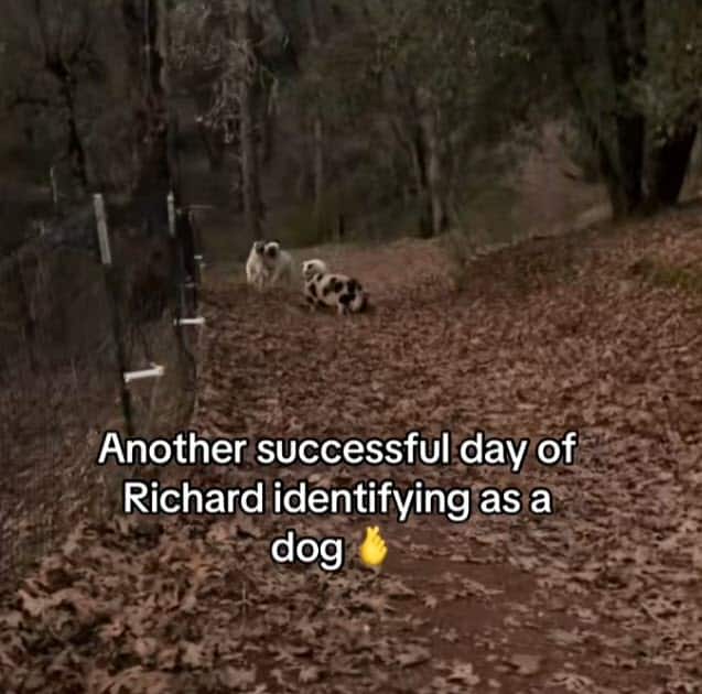 Lamb Thinks He’s a Dog and Joins The Pack In Unexpected Friendship Lamb Thinks He’s a Dog and Joins The Pack In Unexpected Friendship