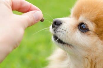 Less Is More: 15 Purely Delicious Single-Ingredient Dog Treats Less Is More: 15 Purely Delicious Single-Ingredient Dog Treats