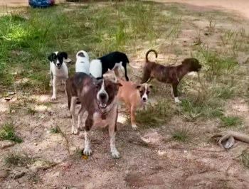Mama Grit Her Teeth And Bit Man To Protect Her Pups But He Wouldn’t Quit Mama Grit Her Teeth And Bit Man To Protect Her Pups But He Wouldn’t Quit