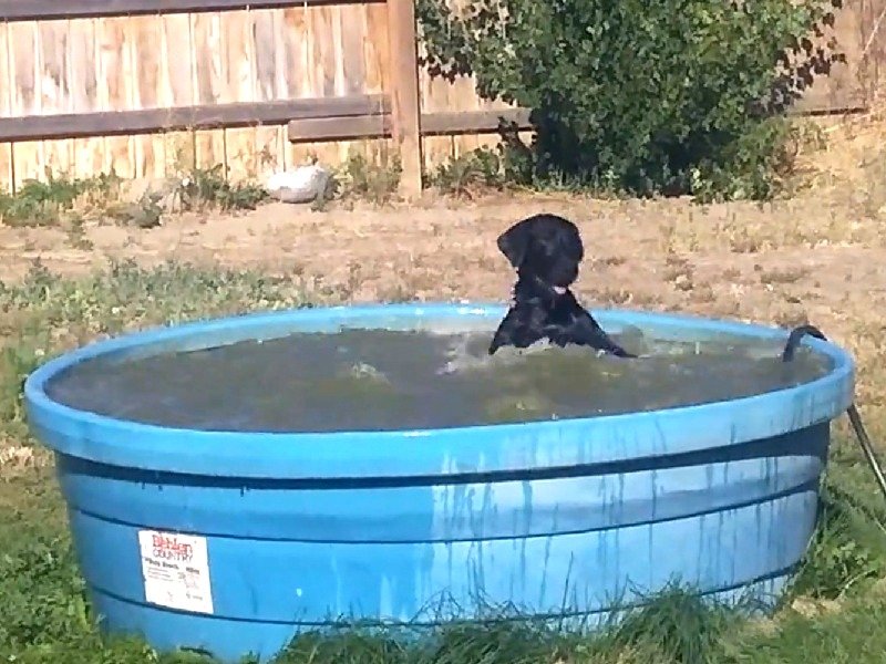 Man Catches His Dog Having Fun In The Kiddie Pool Man Catches His Dog Having Fun In The Kiddie Pool