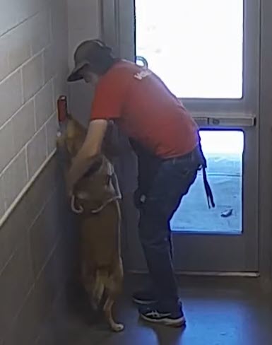 Marvel the Dog Triggers Fire Alarm, Prompts Full Evacuation Marvel the Dog Triggers Fire Alarm, Prompts Full Evacuation
