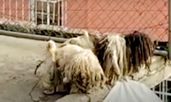 Matted Dogs Chained On Rooftop Get The Call They’ve Been Waiting For Matted Dogs Chained On Rooftop Get The Call They’ve Been Waiting For