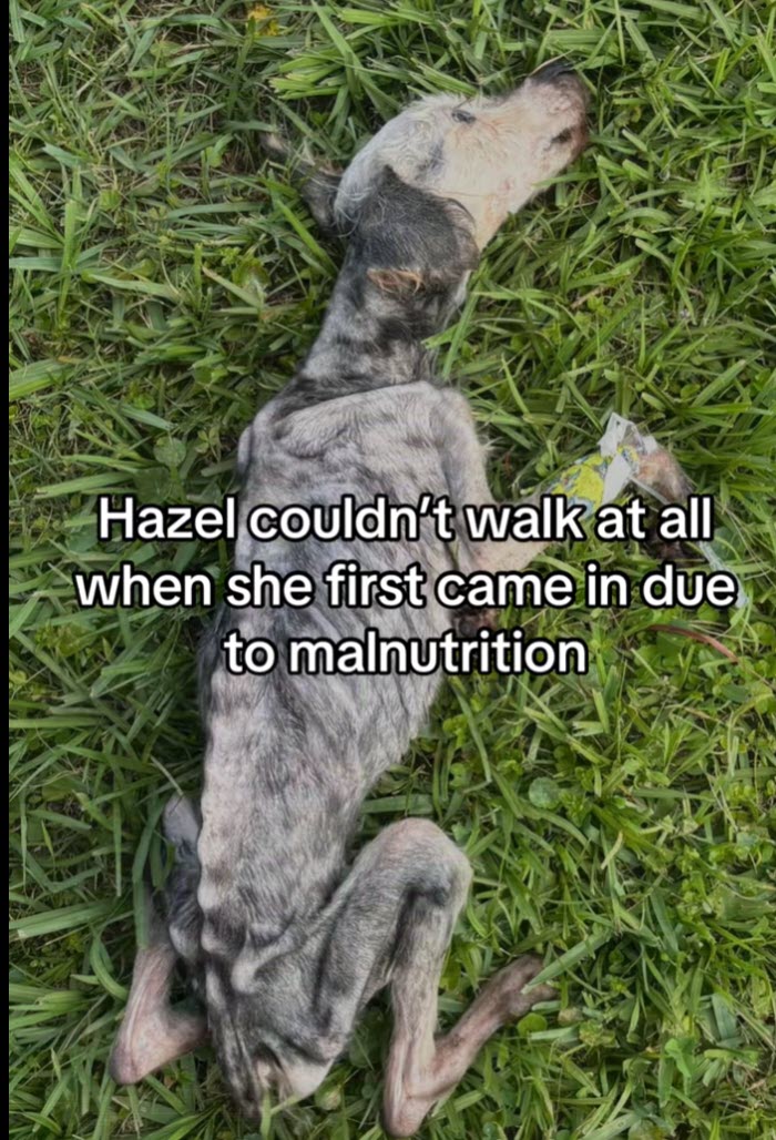 Neglected Dog Found in Cage Transforms And Is Now Unrecognizable Neglected Dog Found in Cage Transforms And Is Now Unrecognizable