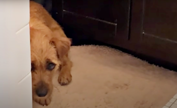 Nervous Dog That’s Too Much Work To Be Adopted Gives One Man A Chance