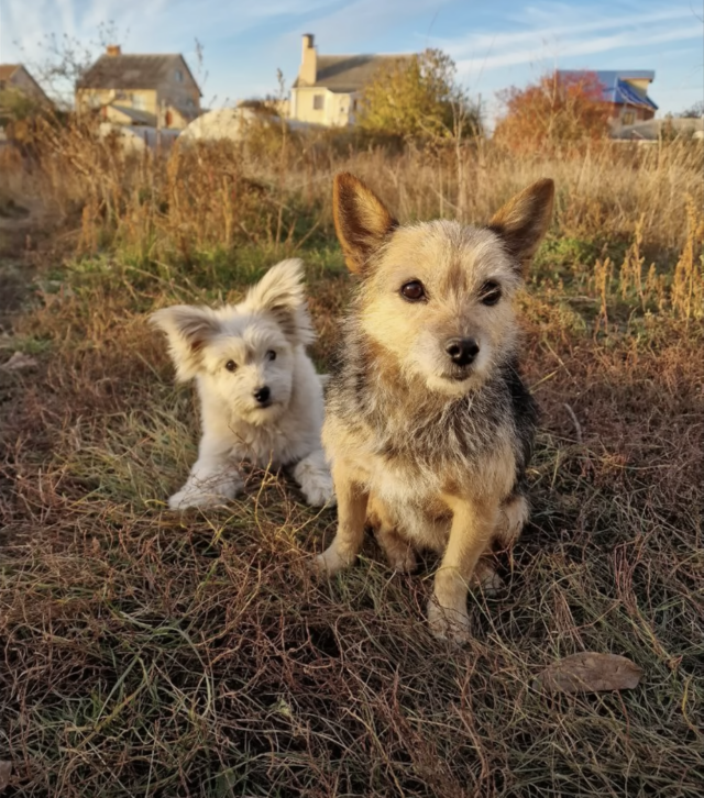 Nervous Stray Puppy Springs To Life When Her Terrified Mom Is Rescued