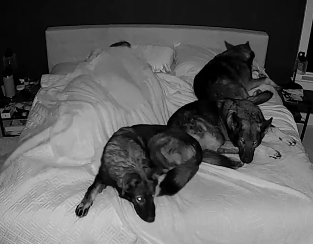Night-Vision Captures What It’s REALLY Like To Sleep With Big Dogs Night-Vision Captures What It’s REALLY Like To Sleep With Big Dogs