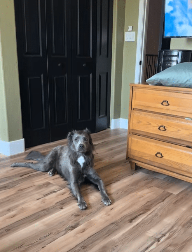 Pregnant Woman Prepares Dog for Baby’s Arrival, Pup’s Reaction Says Everything Pregnant Woman Prepares Dog for Baby’s Arrival, Pup’s Reaction Says Everything