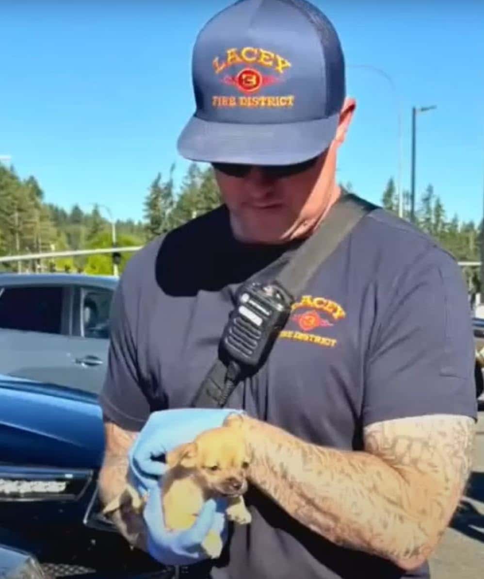 Puppy Nearly Dies From Fentanyl, Revived With Emergency Narcan Puppy Nearly Dies From Fentanyl, Revived With Emergency Narcan