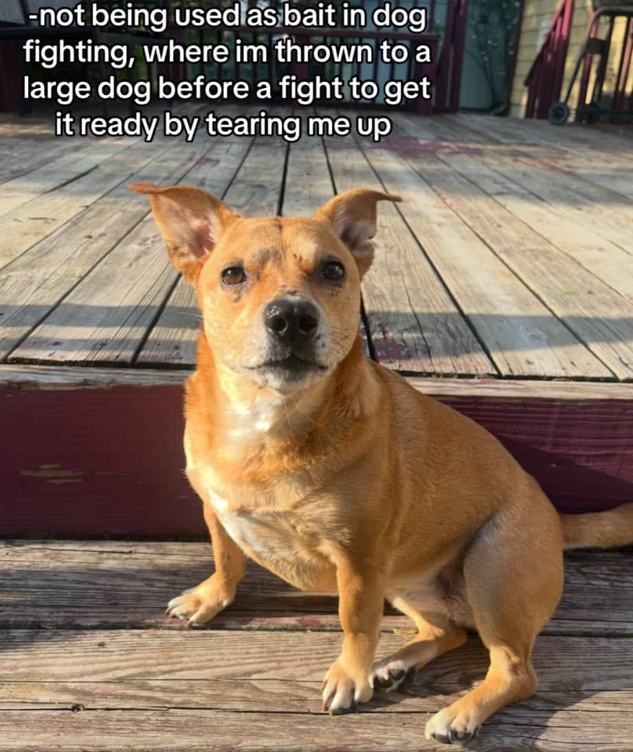 Puppy Rescued After Used As Bait In Dog Fights, Discovers New Hope Puppy Rescued After Used As Bait In Dog Fights, Discovers New Hope
