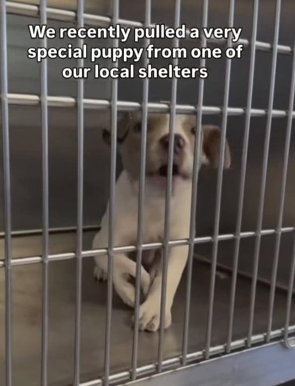 Puppy With A ‘Different’ Limb Awaits Loving Home as He Prepares for Surgery Puppy With A ‘Different’ Limb Awaits Loving Home as He Prepares for Surgery