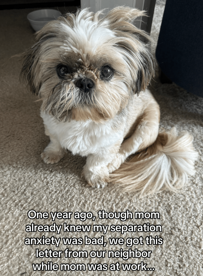 Rescue Dog’s Anxiety Triggers Neighbor’s Note, Owner Responds With Heartfelt Gesture