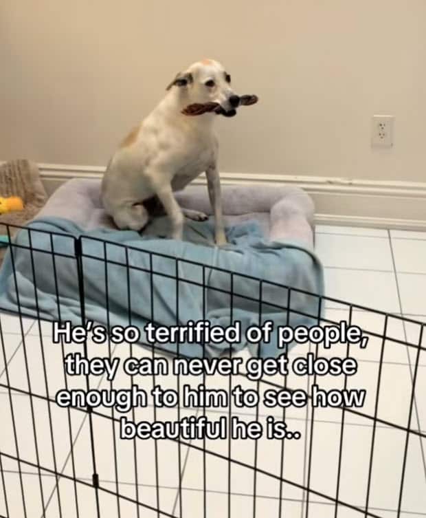 Scared Shelter Dog Waits Years for the ‘Right’ Person to Come Scared Shelter Dog Waits Years for the ‘Right’ Person to Come