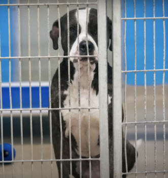 Shelter’s Longest Resident Waited for Love, And Then Everything Changed