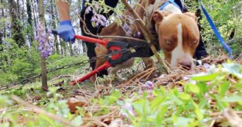 Starved Pit Bull Chained To Tree Becomes The Prettiest Girl Starved Pit Bull Chained To Tree Becomes The Prettiest Girl