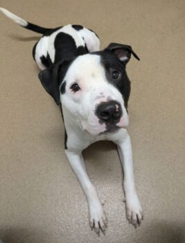 Tears As Shelter Dog Places Paws On Kennel Bars, Begging Visitors To Adopt Him