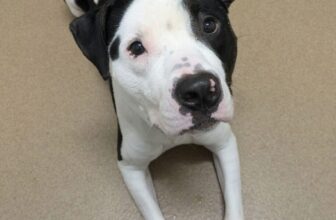 Tears As Shelter Dog Places Paws On Kennel Bars, Begging Visitors To Adopt Him