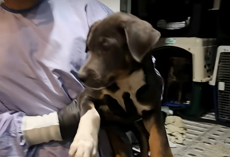 Texas Flood Rescue Puppies Arrive at Local Shelter