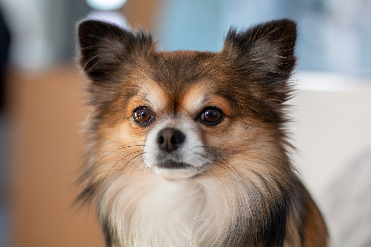 The 11 Best Lap Dog Breeds