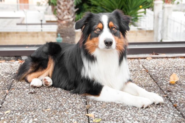 The 8 Best Dog Foods For Australian Shepherds – 2025