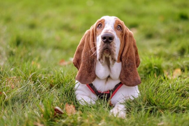 The 8 Best Dog Foods For Basset Hounds – 2025 The 8 Best Dog Foods For Basset Hounds – 2025