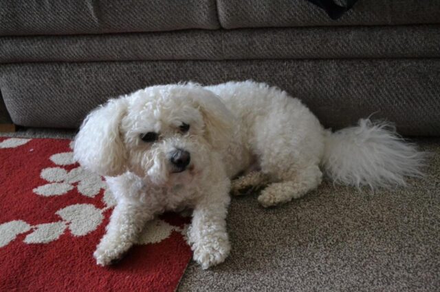 The 8 Best Dog Foods For Bichon Frises – 2025 The 8 Best Dog Foods For Bichon Frises – 2025
