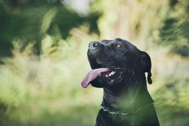 The 8 Best Dog Foods For Cane Corsos – 2025
