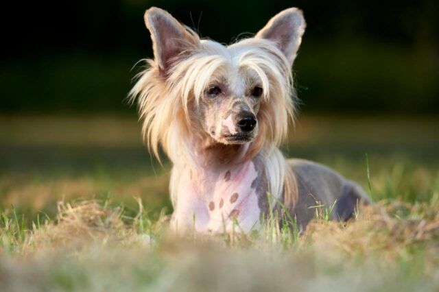 The 8 Best Dog Foods For Chinese Cresteds – 2025