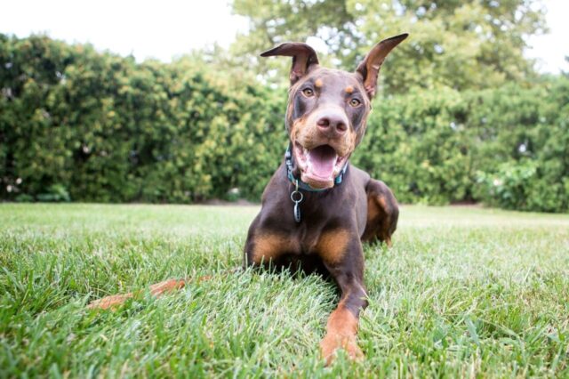 The 8 Best Dog Foods For Dobermans – 2025
