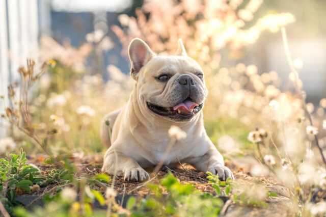 The 8 Best Dog Foods For French Bulldogs – 2025